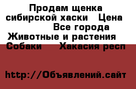 Продам щенка сибирской хаски › Цена ­ 8 000 - Все города Животные и растения » Собаки   . Хакасия респ.